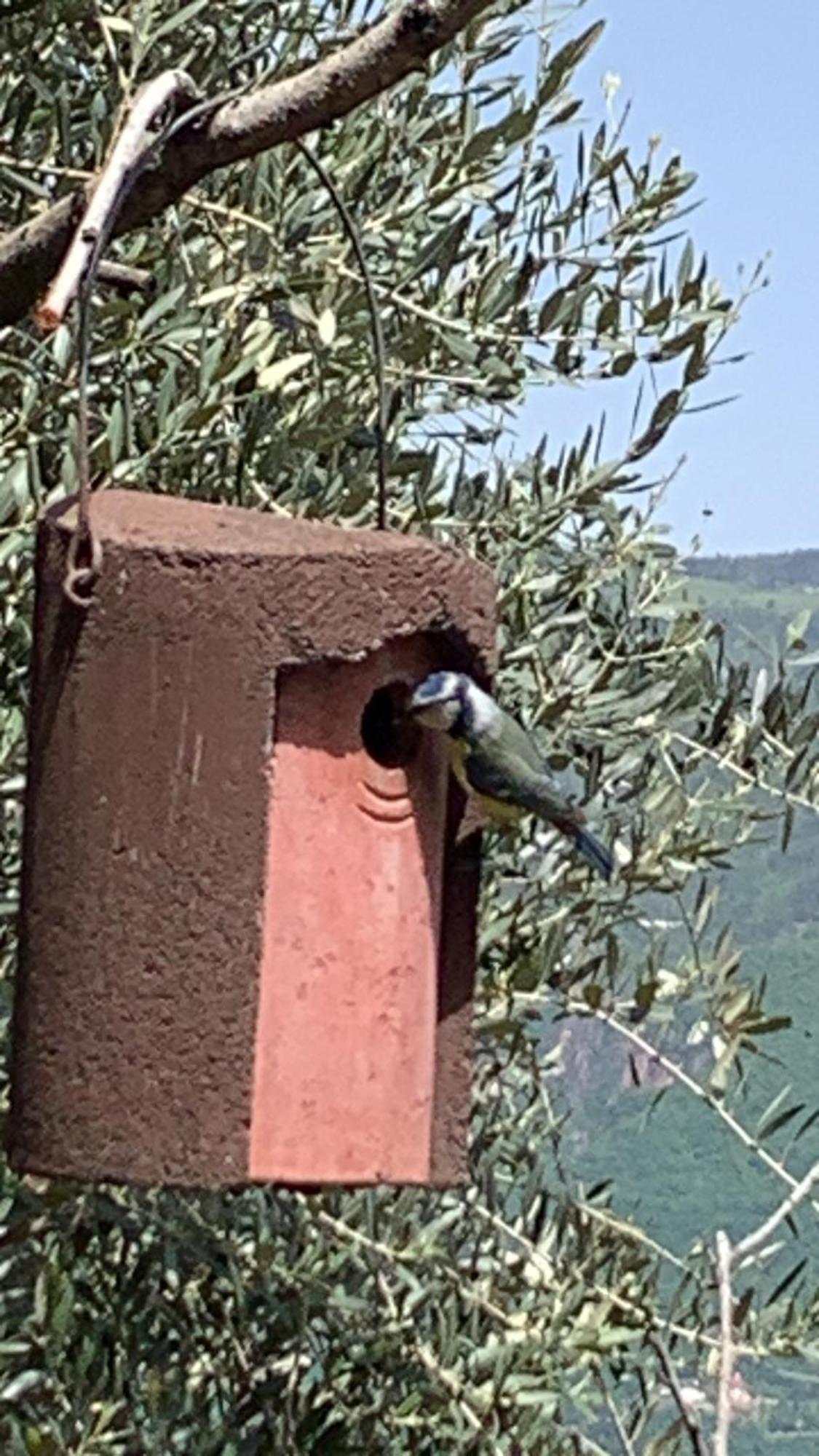 Gfillhof Ferienwohnung 3 Appiano Sulla Strada Del Vino Εξωτερικό φωτογραφία