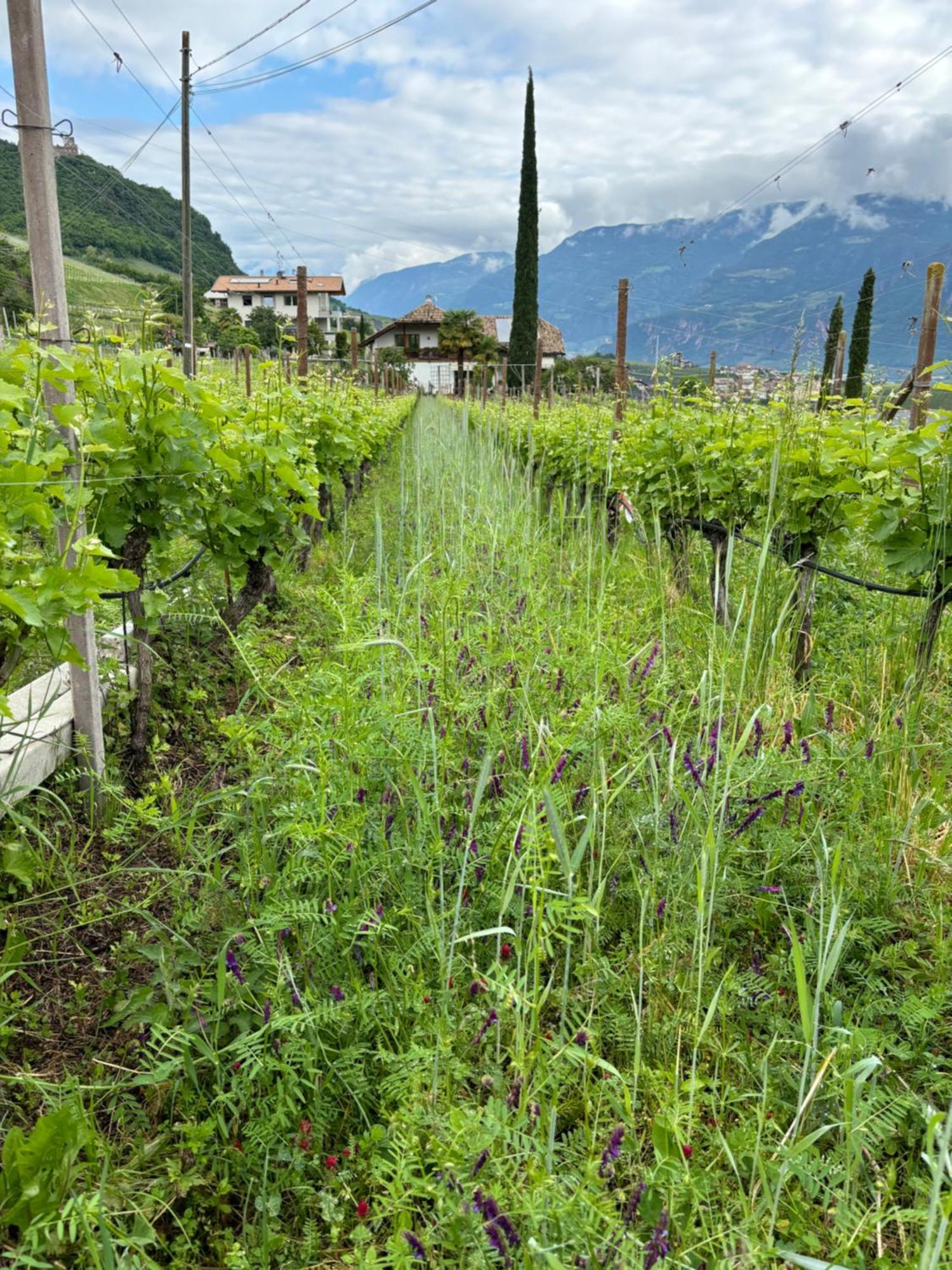 Gfillhof Ferienwohnung 3 Appiano Sulla Strada Del Vino Εξωτερικό φωτογραφία